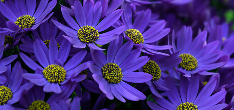 1.-Senetti- -Kobalt-Blue- -Novelty-MNP-flowers - Hort News