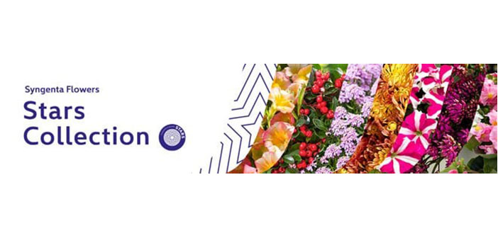 Syngenta Flowers launches 'Stars' collection - Hort News