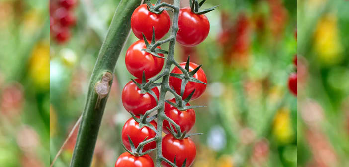 New ToBRFV-resistant tomato seed varieties announced - Hort News